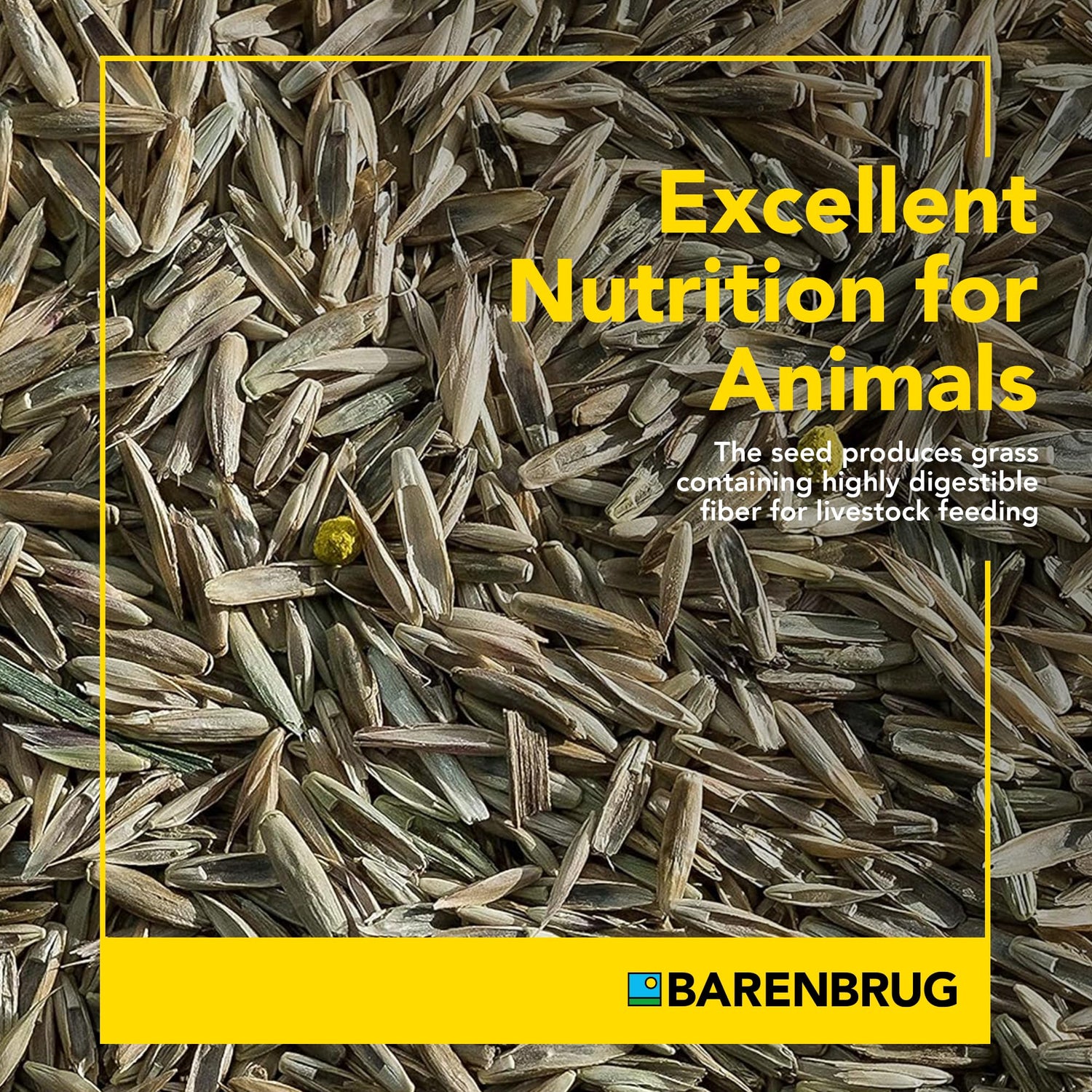 Pasture Overseeding Mixture