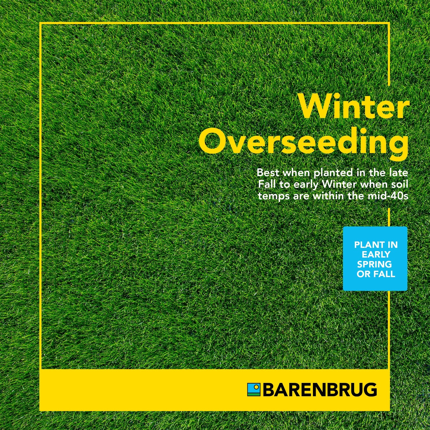 Wonderlawn® Perennial Ryegrass