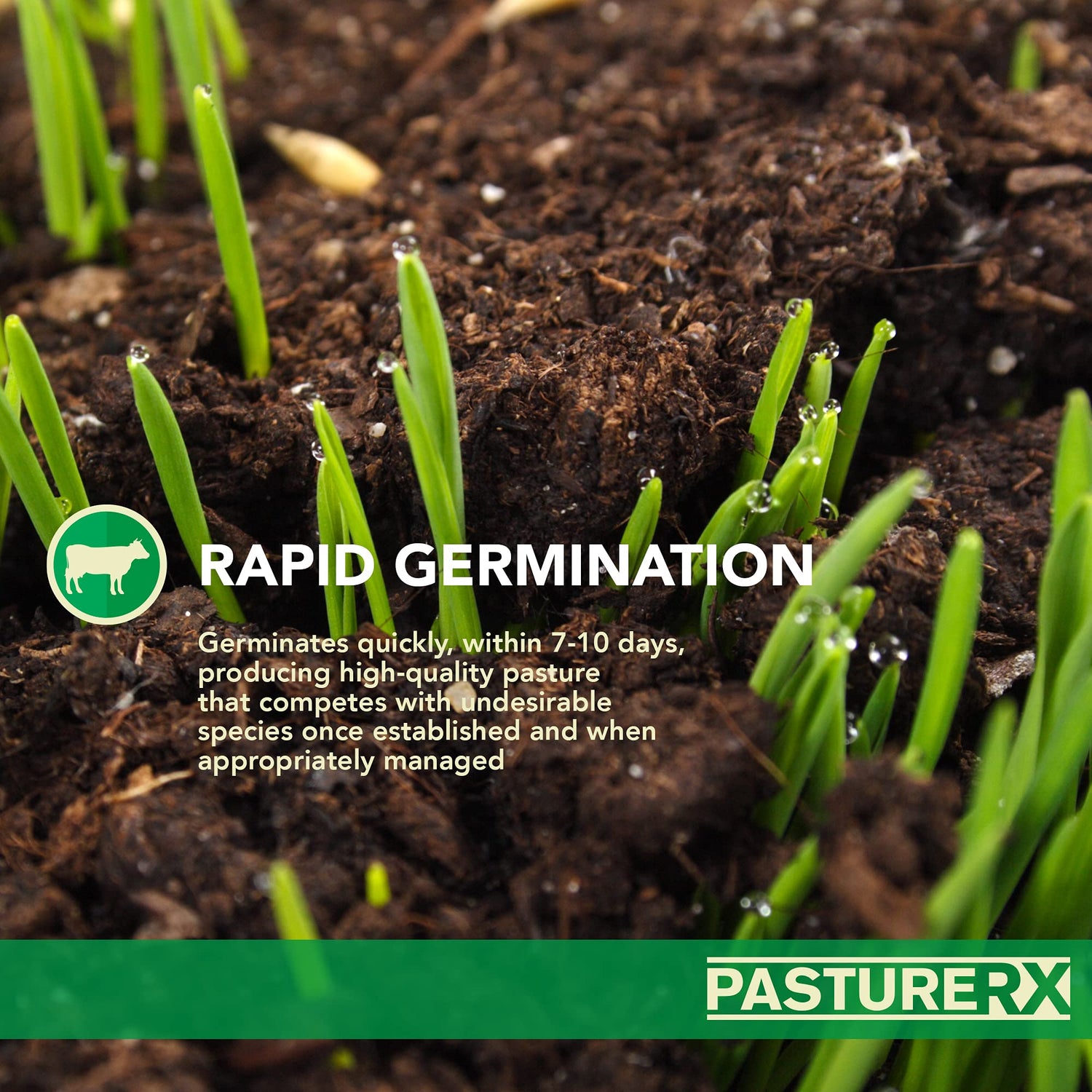 PastureRX Premium Forage Mixture