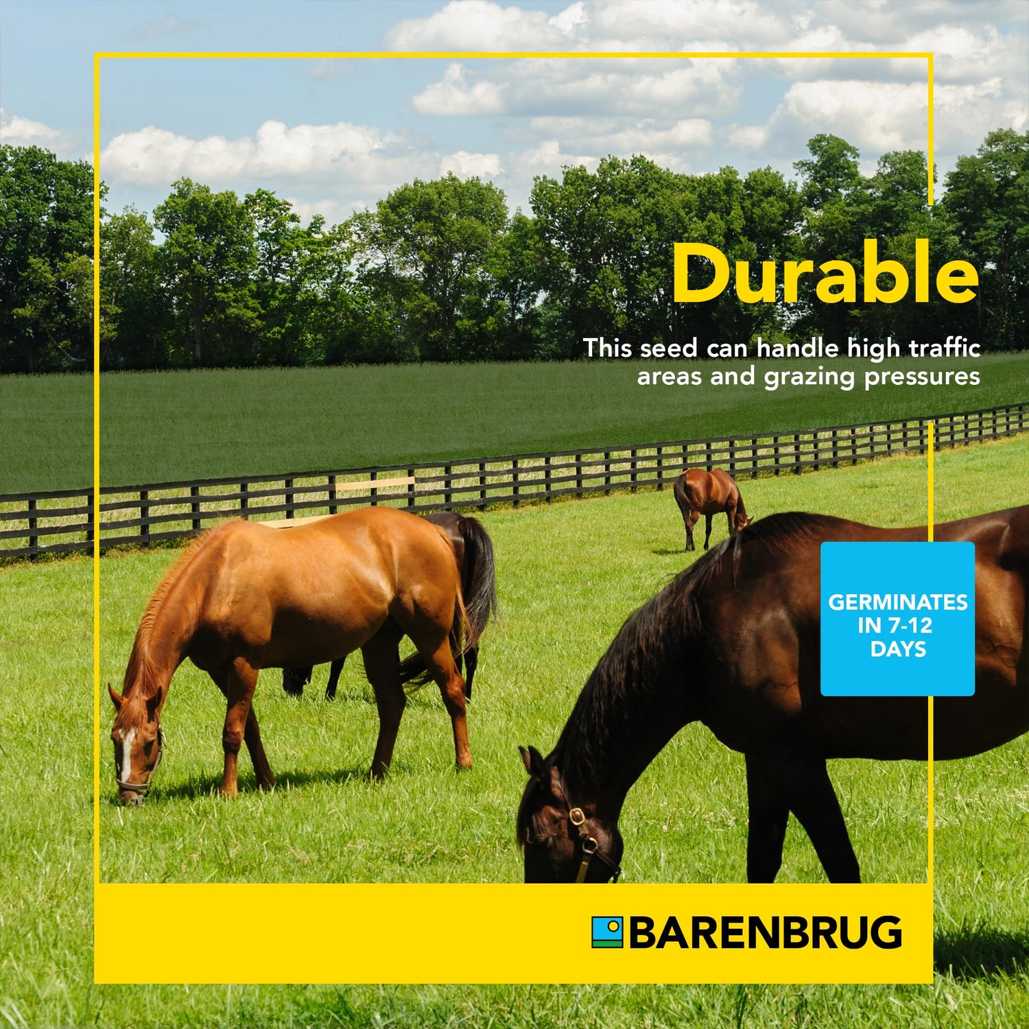 Pasture Overseeding Mixture