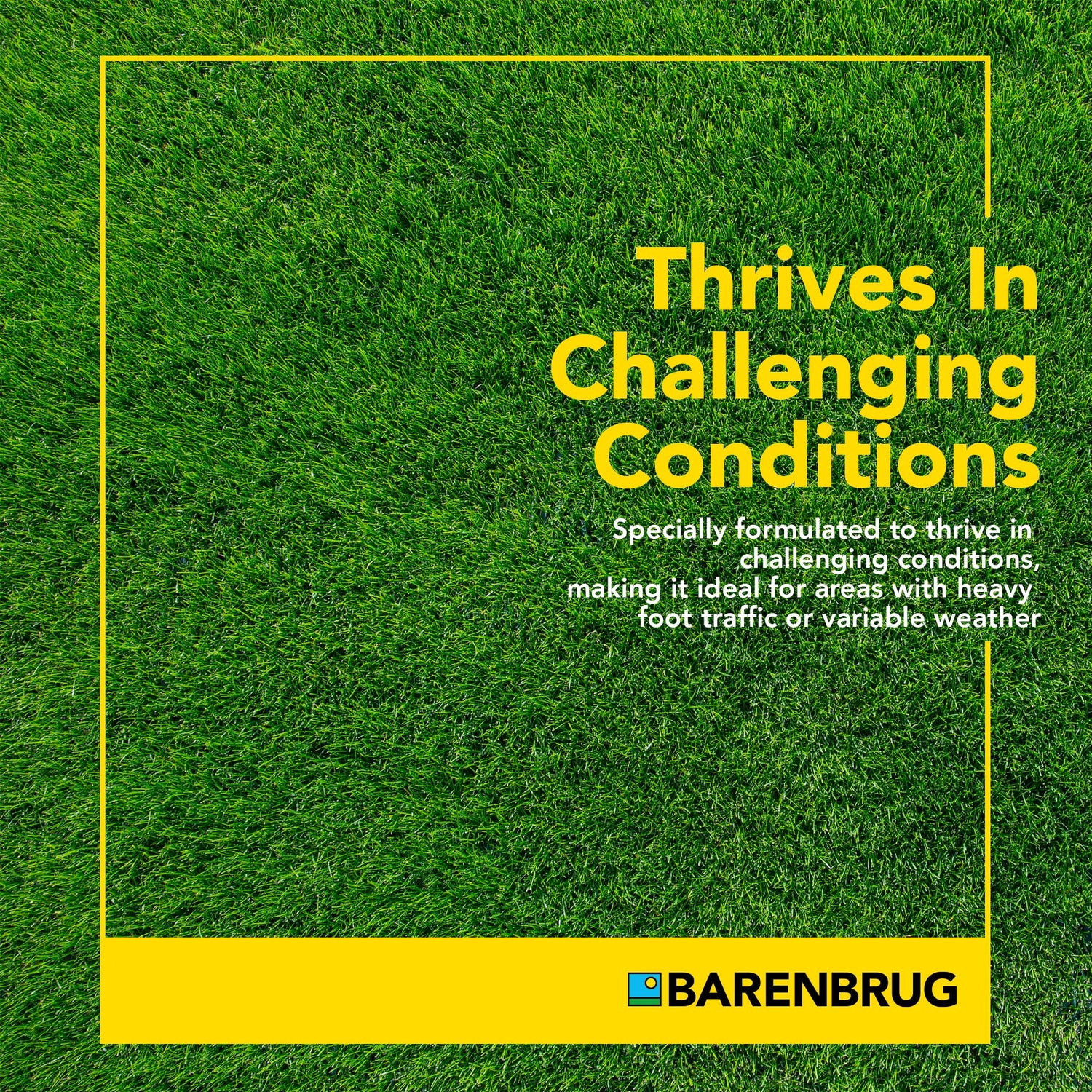 Wonderlawn® Hardy