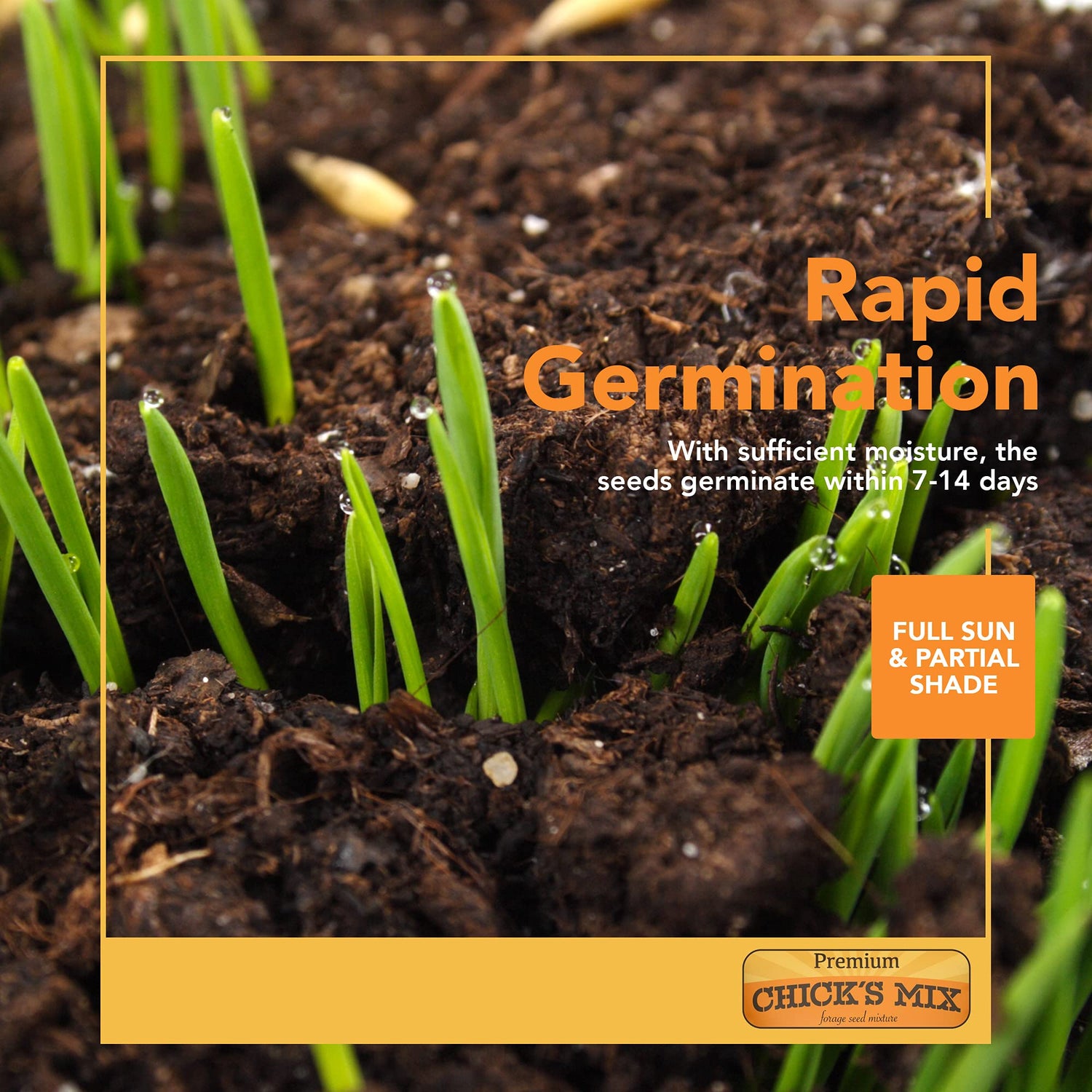 Chicks Mix Forage Seed Mixture