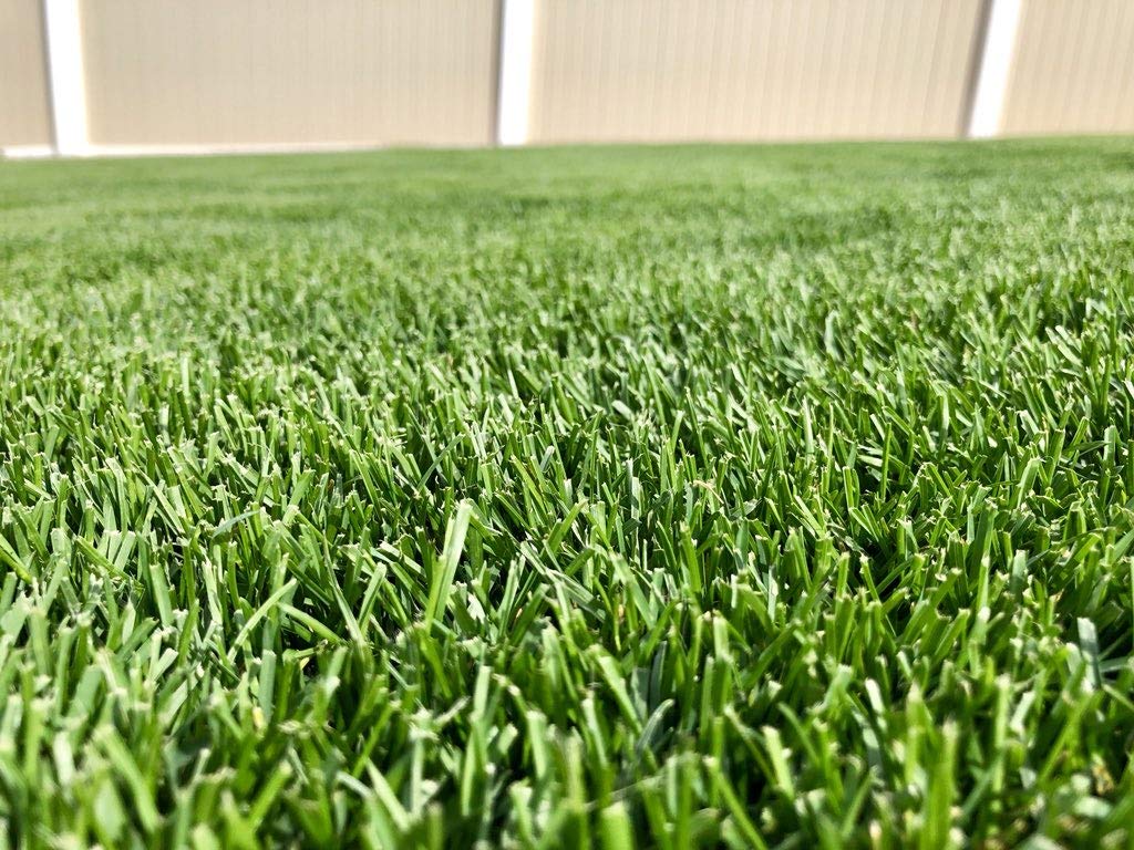Turf Blue | HGT Yellow Jacket