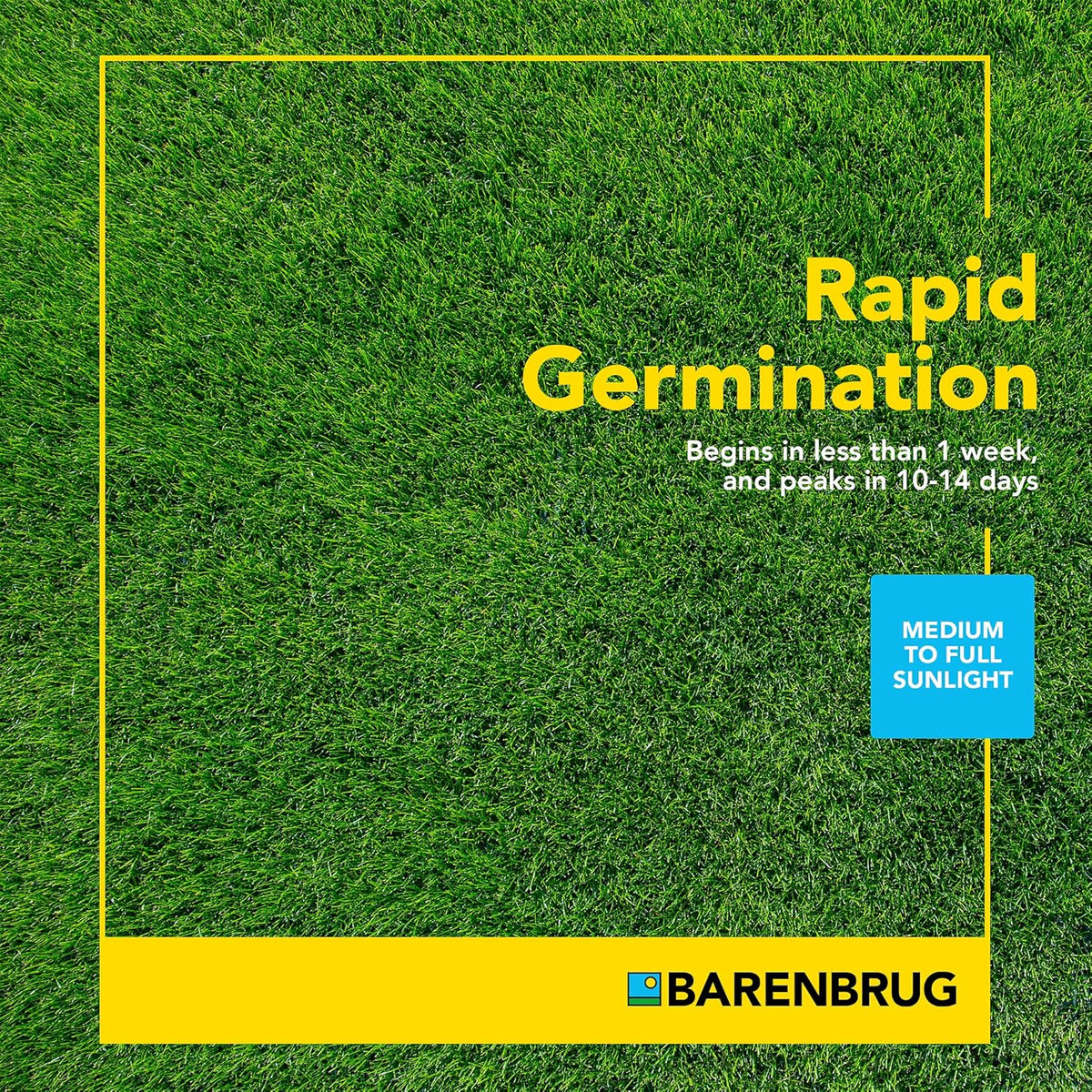 TURF STAR® | RPR® Regenerating Perennial Ryegrass Blend