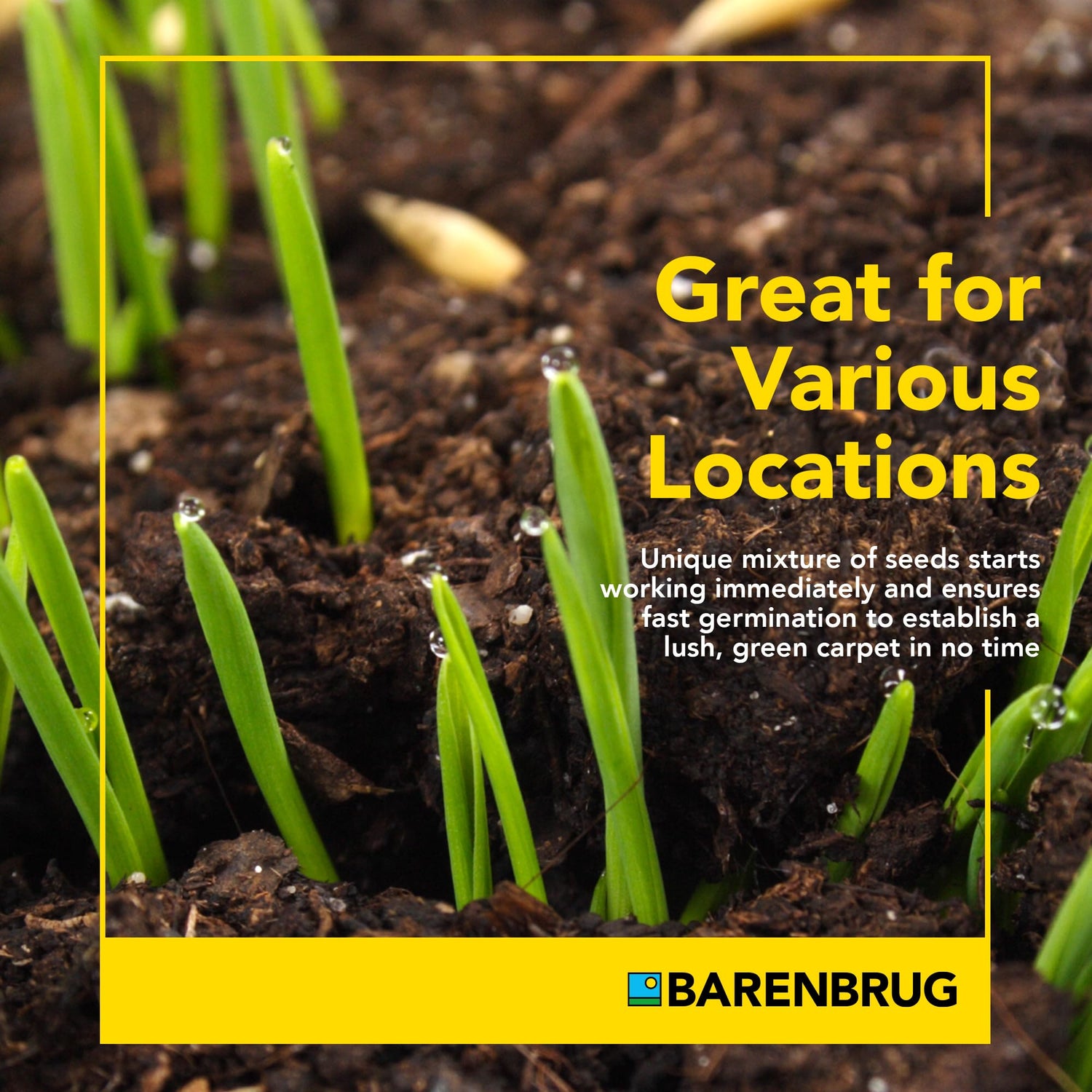 Wonderlawn® Perennial Ryegrass