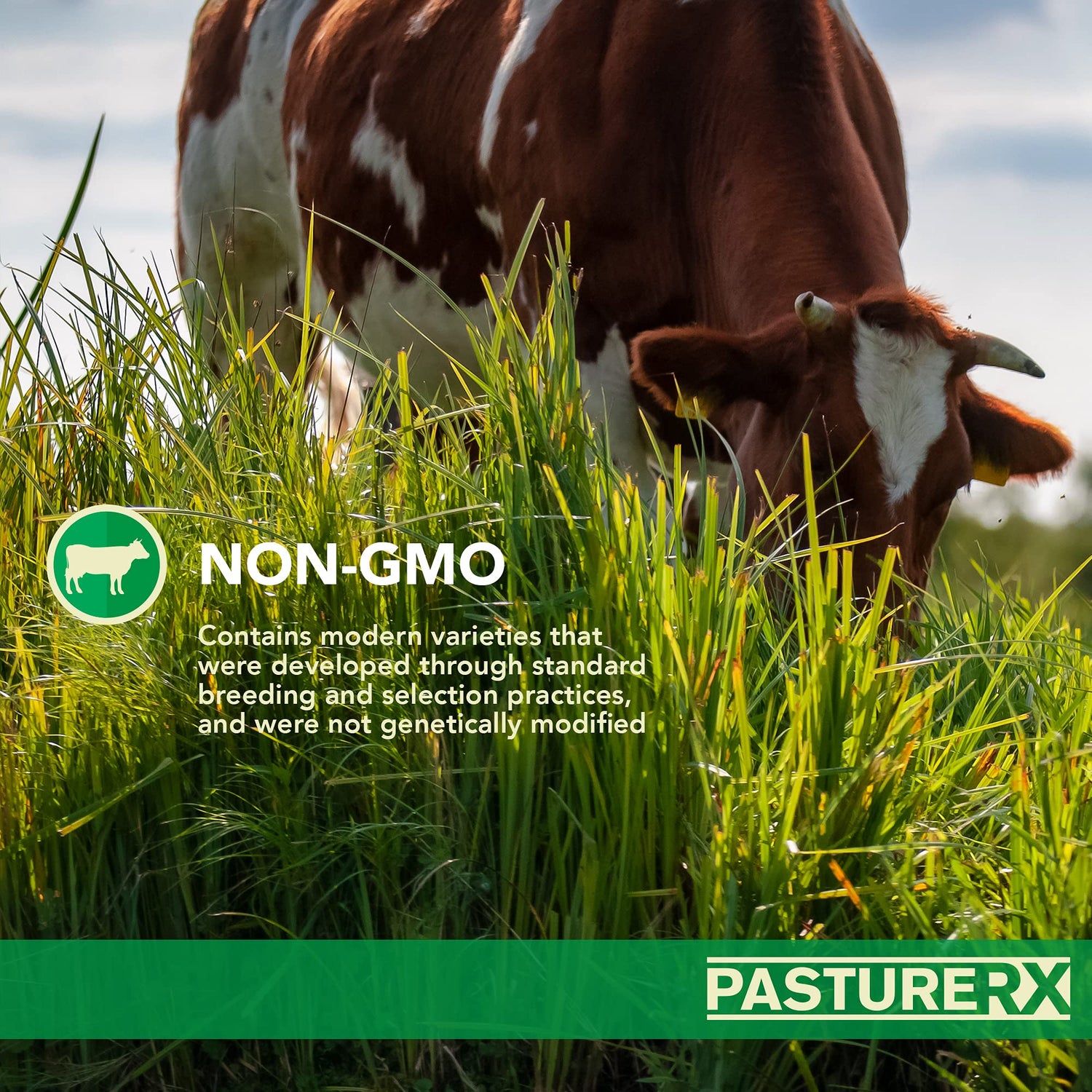 PastureRX Premium Forage Mixture