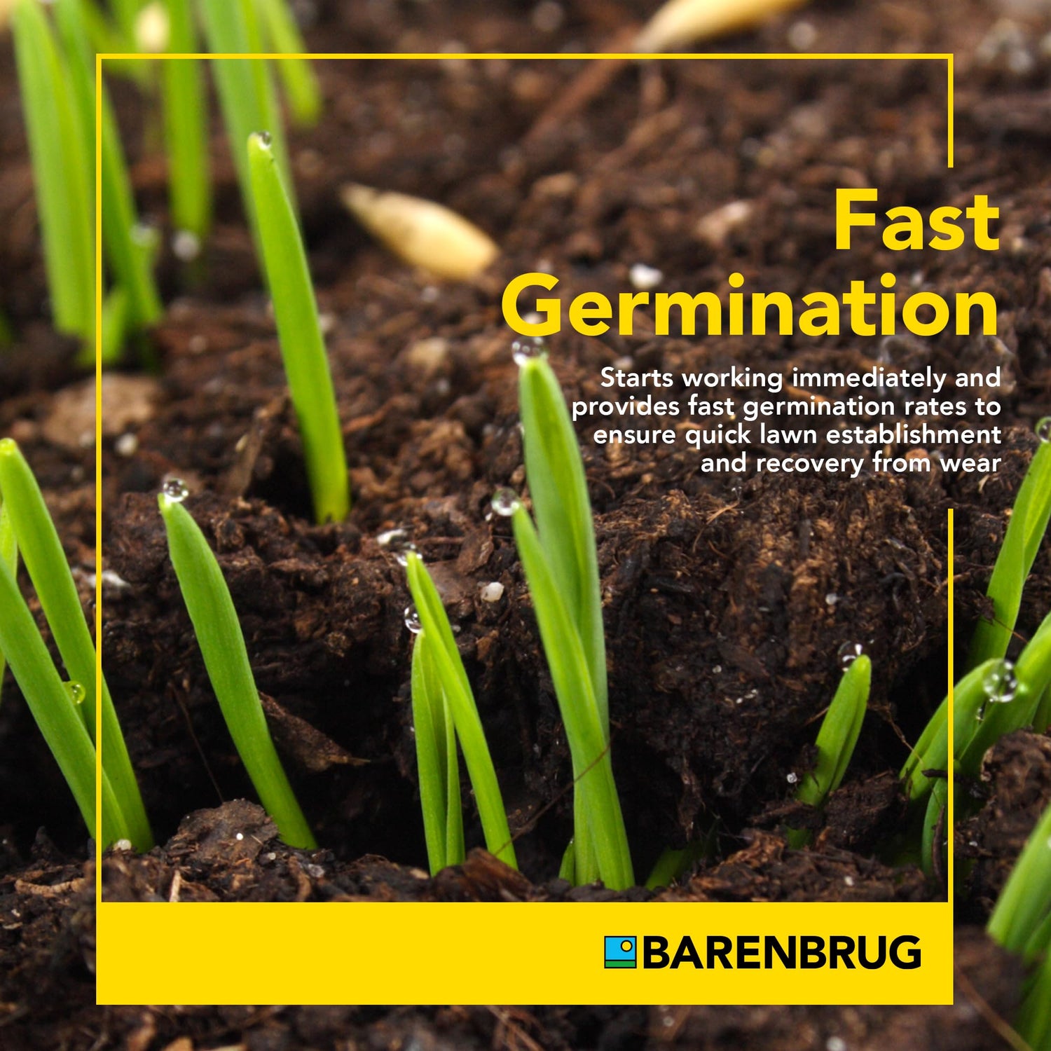 Wonderlawn® Perennial Ryegrass