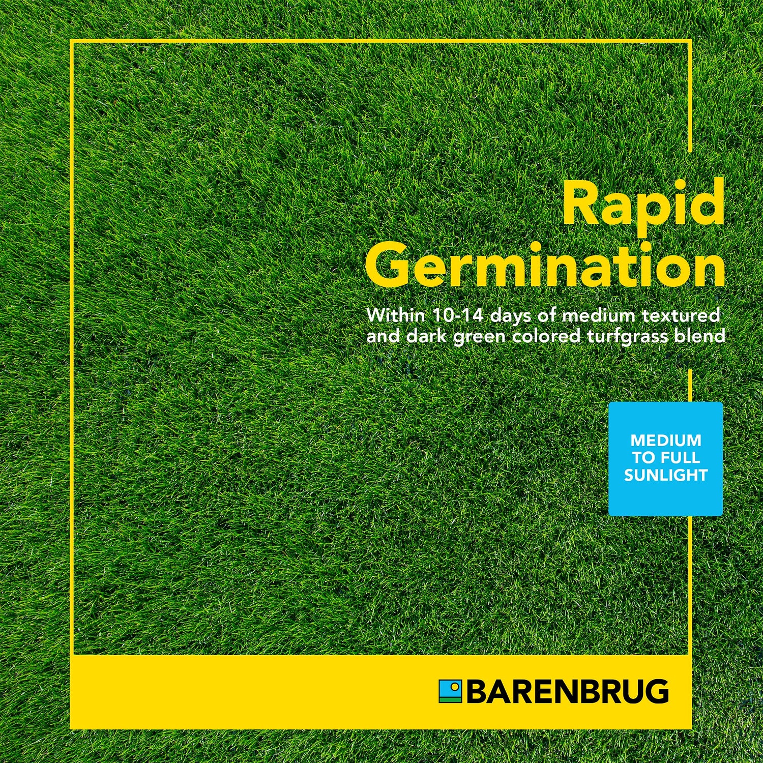 Barenbrug rapid germination turfgrass blend advertisement with green grass background