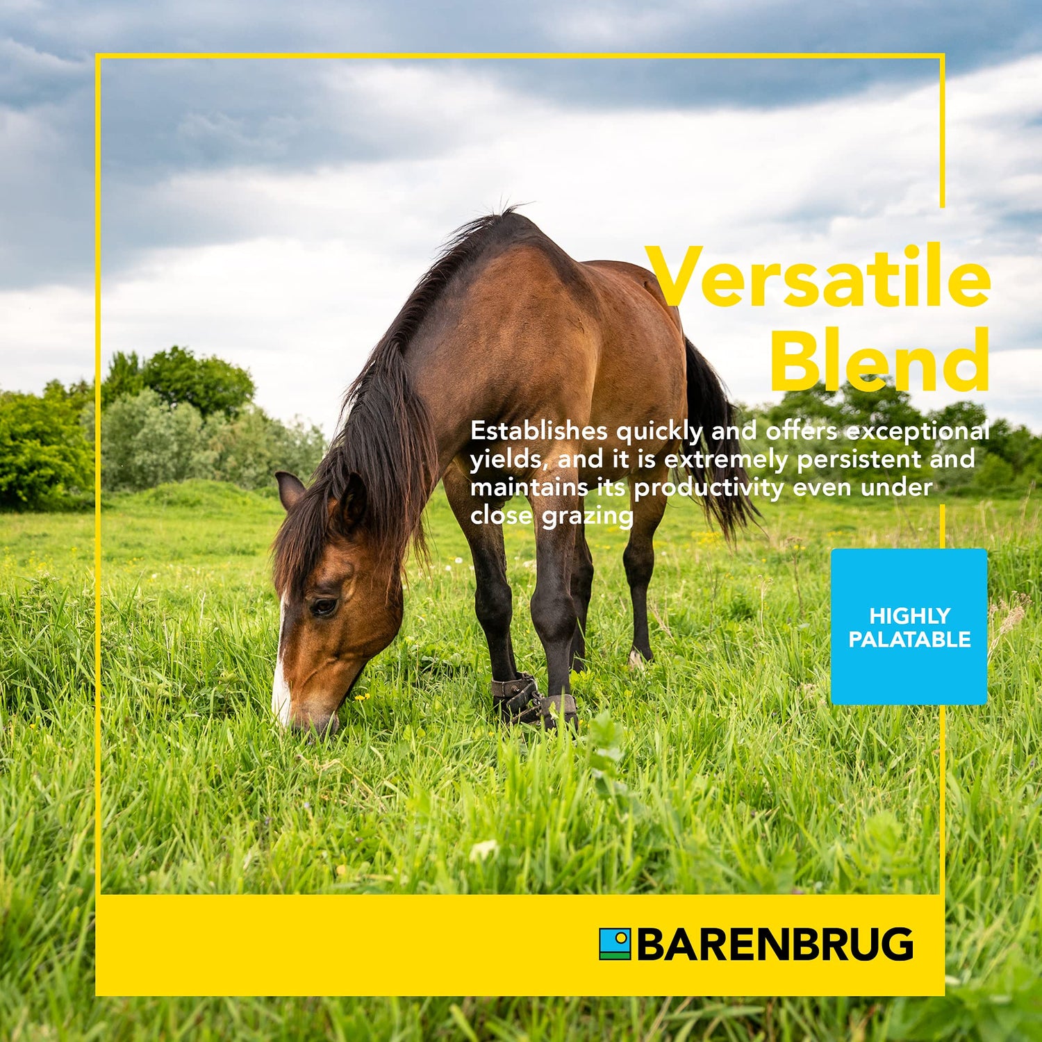 Horsemaster Premium Pasture Grass Seed Mix